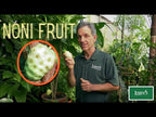 Noni Fruit Tree (Morinda citrifolia)