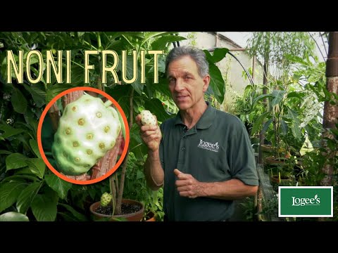 Noni Fruit Tree (Morinda citrifolia)