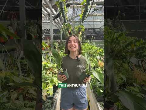 Anthurium 'Big Bill' (Anthurium hybrid)