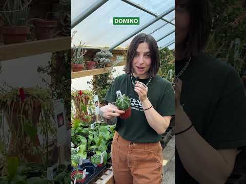 domino succulent Domino Cactus for Sale – Logee's Plants