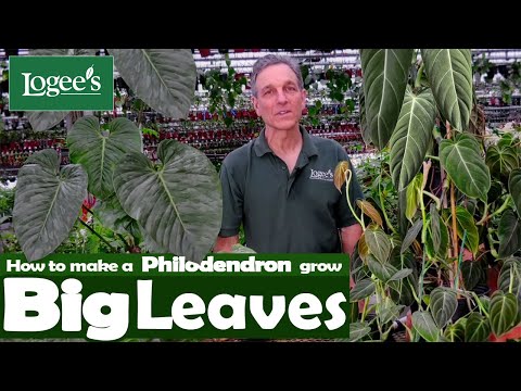 Black Gold Philodendron (Philodendron melanochrysum)
