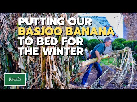 Hardy Banana Plant (Musa basjoo)