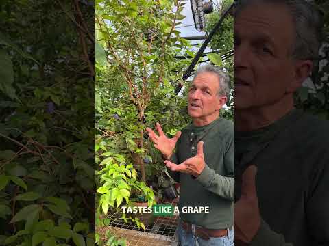 Jaboticaba Tree 'Precoce' For Sale – Logee's Plants