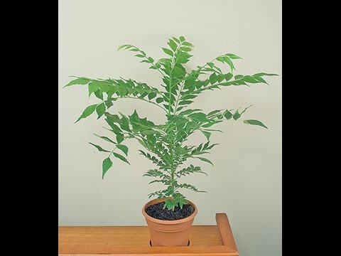 Curry Leaf Plant (Murraya koenigii)