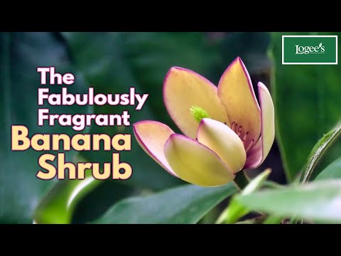 Banana Shrub  (Magnolia figo)