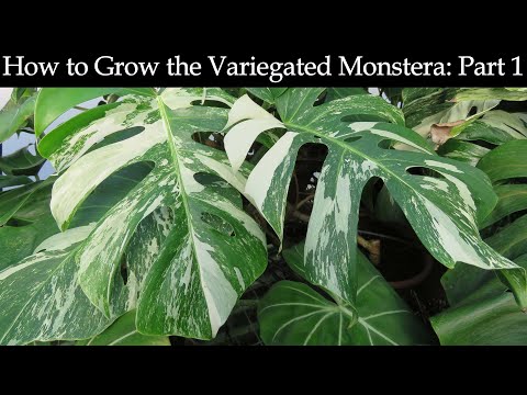 White Variegated Monstera (Monstera ‘Borsigiana albo variegata’)