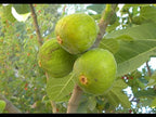 Fig Tree ‘Chicago Hardy’ (Ficus carica)