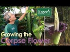 Corpse Flower (Amorphophallus titanum)