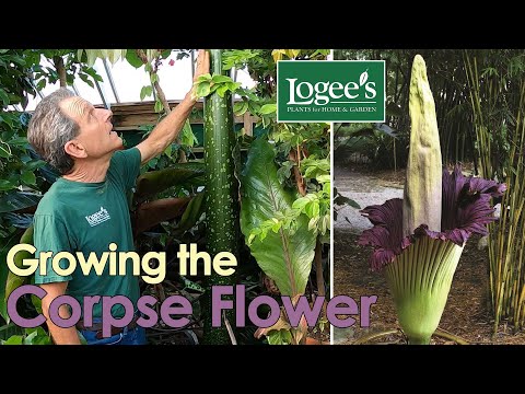 Corpse Flower (Amorphophallus titanum)