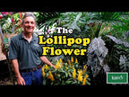 Lollipop Flower (Pachystachys lutea)