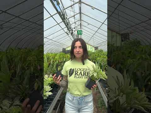 Variegated Japanese Aralia (Fatsia japonica 'Variegata')