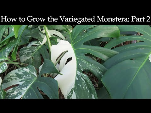 White Variegated Monstera (Monstera ‘Borsigiana albo variegata’)