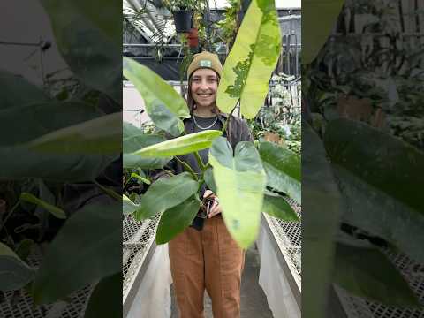 philodendron jose buono for sale Philodendron 'Jose Buono' For Sale – Logee's Plants