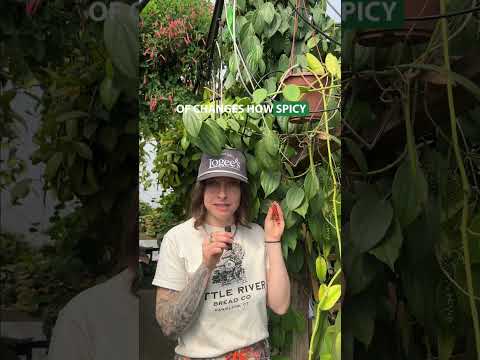 Black Pepper Plant (Piper nigrum)