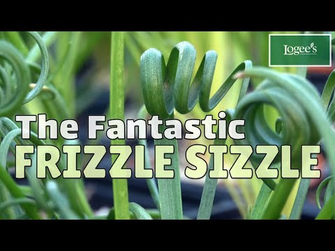 Albuca ‘Frizzle Sizzle’ (Albuca spiralis)