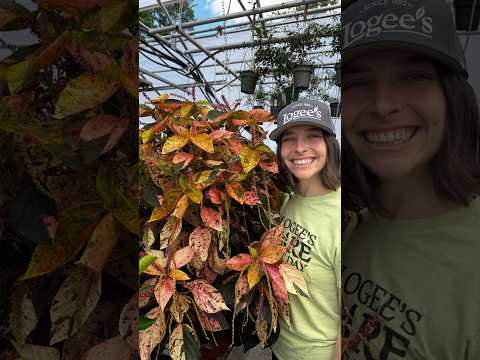 Copperleaf (Acalypha wilkesiana 'Macafeeana')