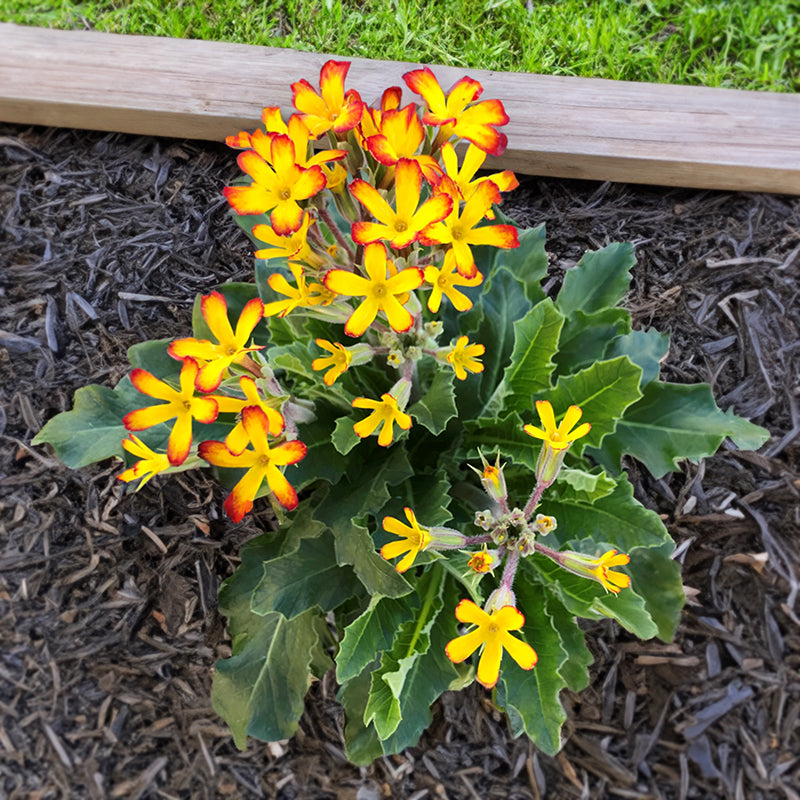 Primula ‘Oakleaf Yellow Picotee’