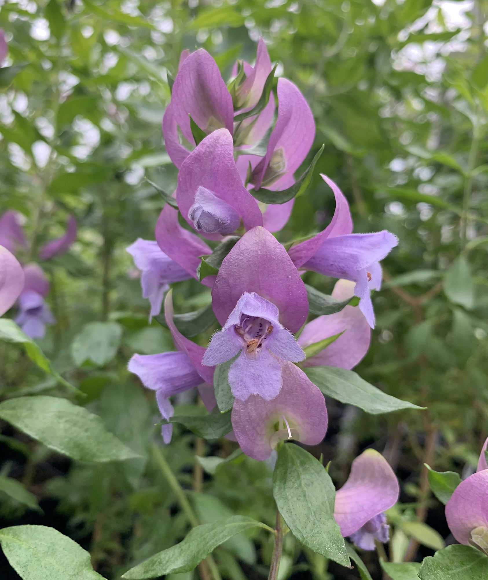 Mint Bush (Prostanthera magnifica)