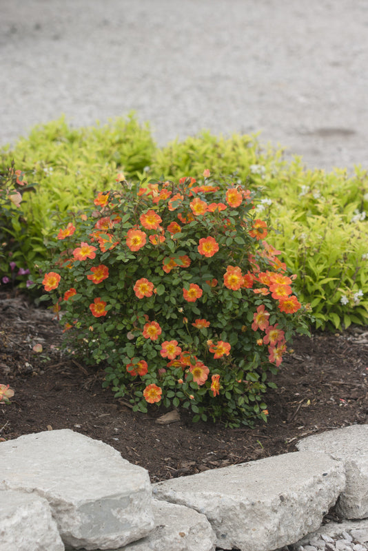 Oso Easy® Rose ‘Paprika’ PP (Rosa hybrid)