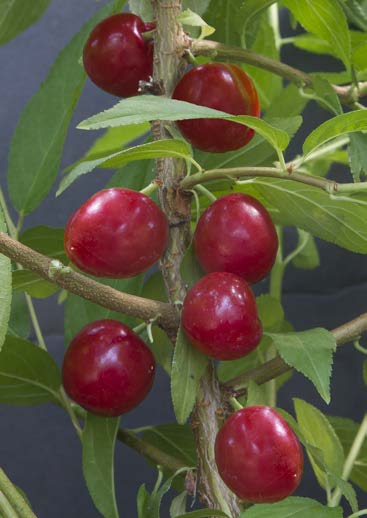 Bush Cherry Plant ‘Joel’ (Prunus japonica x Prunus jacquemontii)