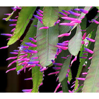 pseudorhipsalis_blue_flame_1 (indoor-plants)