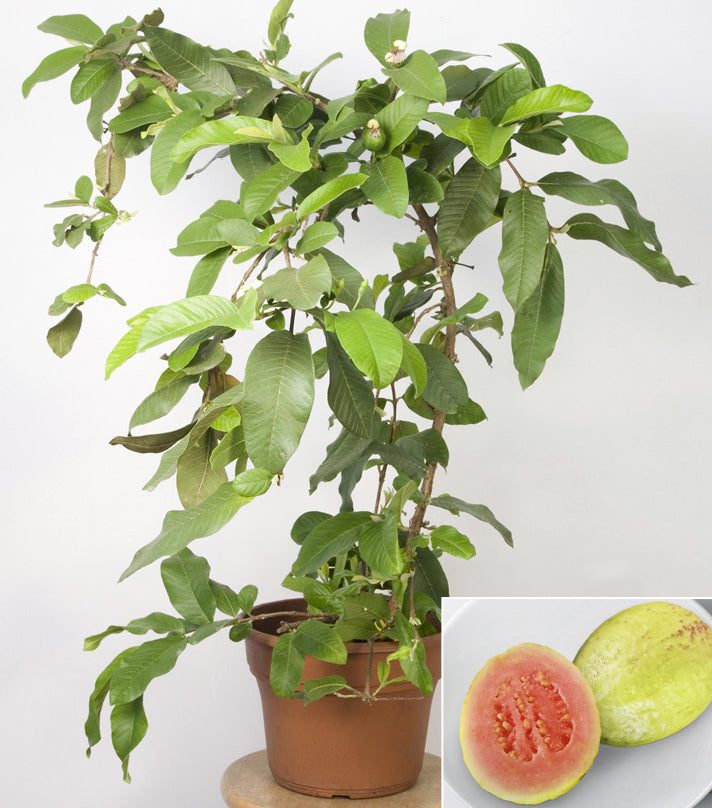 Guava ‘Tikal’ (Psidium guajava)