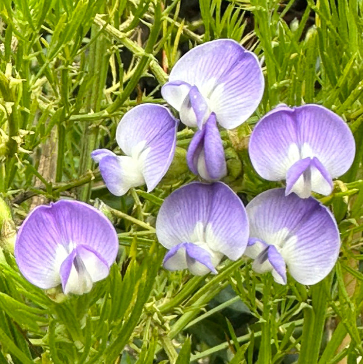 Kool Aid Bush (Psoralea pinnata)