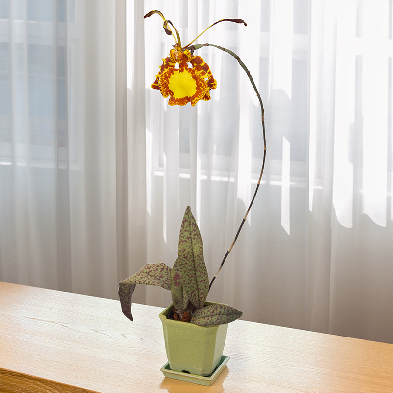 Psychopsis Orchid Mendenhall ‘Hildos’ FCC/AOS