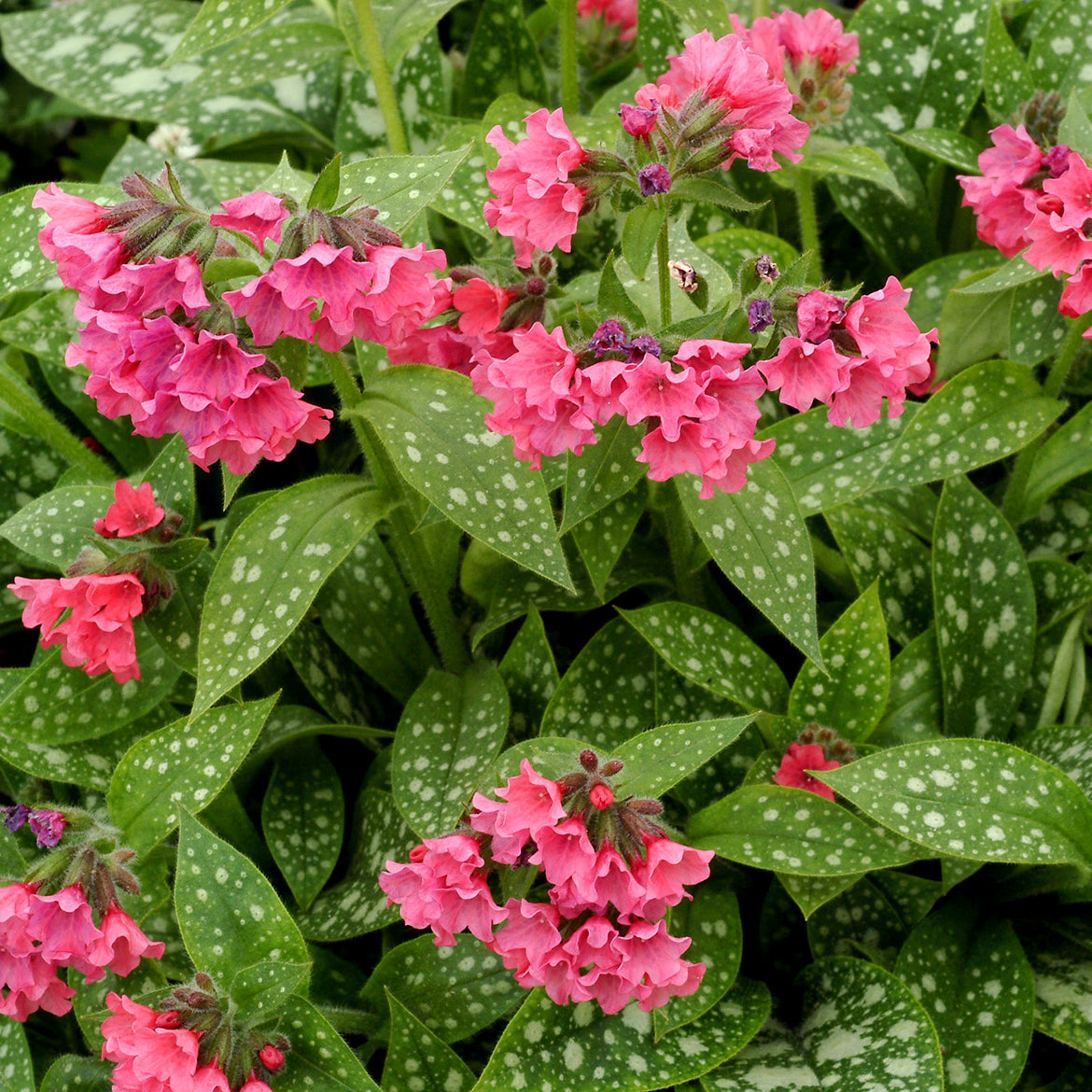 Pulmonaria ‘Shrimps on the Barbie’ PPAF (Pulmonaria hybrid)