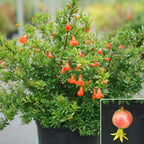 Pomegranate Plant Peppy Le Pom™ PPAF (Punica granatum hybrid)