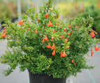 Pomegranate Plant Peppy Le Pom™ PPAF (Punica granatum hybrid)