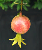 Pomegranate Plant Peppy Le Pom™ PPAF (Punica granatum hybrid)