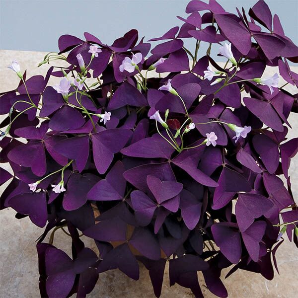 Purple Shamrock Plant (Oxalis regnellii 'Francis')