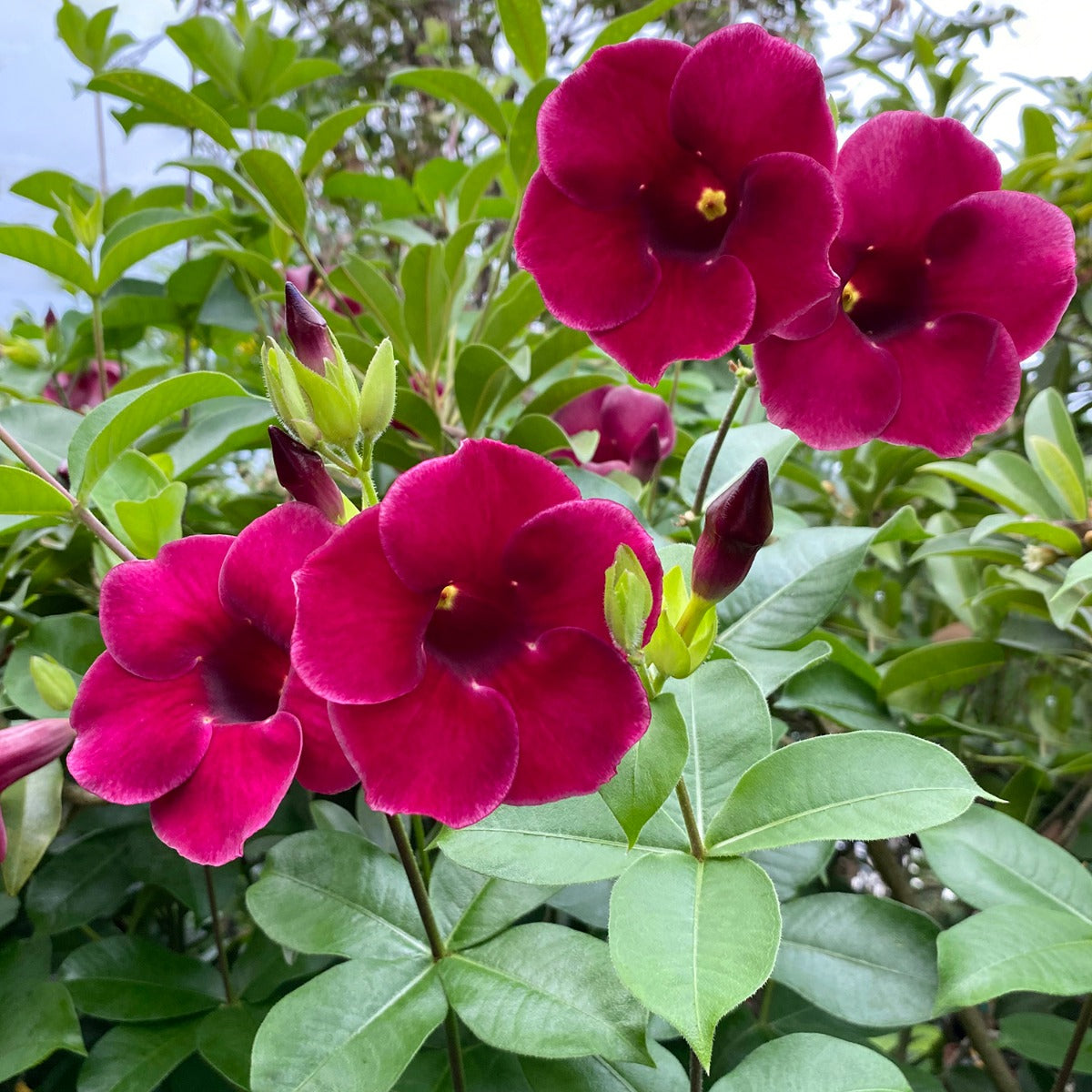 Purple Allamanda (Allamanda blanchetii)