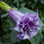 Purple Horn-of-Plenty (Datura metel)