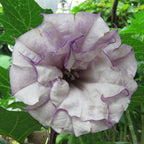 Purple Horn-of-Plenty (Datura metel)