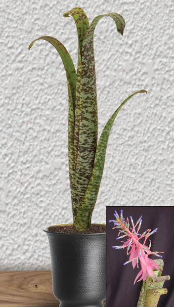 Bromeliad Quesnelia marmorata (Quesnelia marmorata)