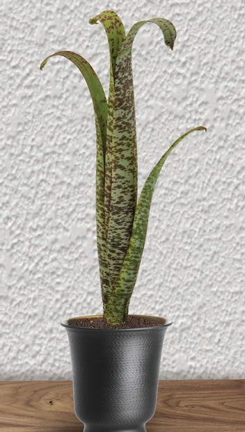 Bromeliad Quesnelia marmorata (Quesnelia marmorata)