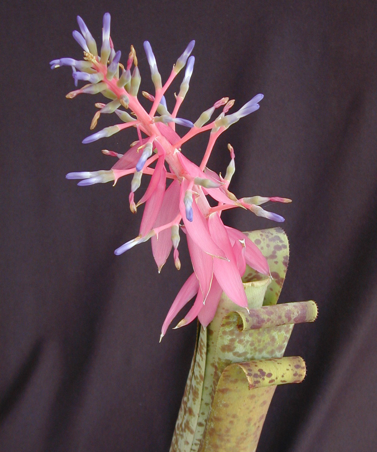 Bromeliad Quesnelia marmorata (Quesnelia marmorata)