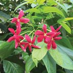 Rangoon Creeper (Quisqualis indica)