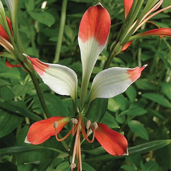 Brazilian Lily (Alstroemeria caryophyllacea)