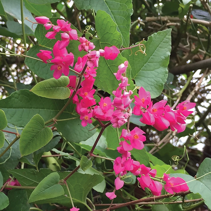 Love Chain (Antigonon leptopus)