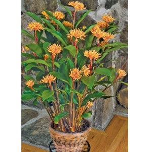 Golden Brush Ginger (Burbidgea scheizocheila)
