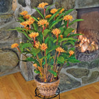 Golden Brush Ginger (Burbidgea scheizocheila)