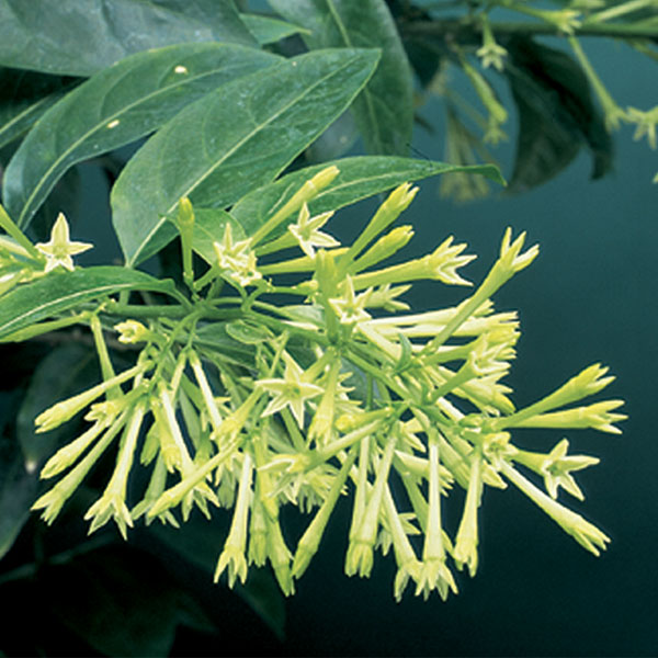 Night Blooming Jasmine (Cestrum nocturnum)