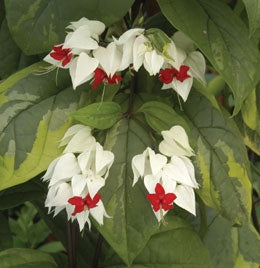 Variegated Bleeding Heart Vine (Clerodendrum thompsoniae ‘Variegata’)