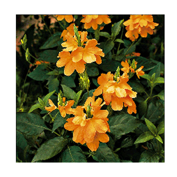 Firecracker Flower (Crossandra infundibuliformis 'Lutea')