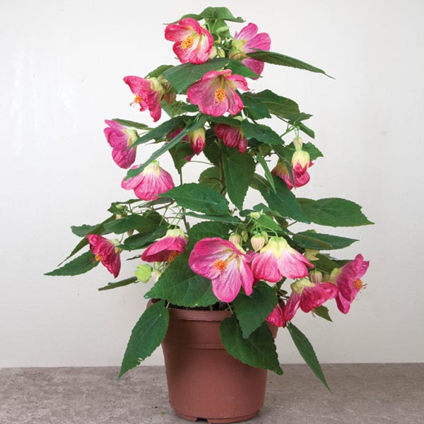 Abutilon ‘Blushing Belle’ (Abutilon hybrid)