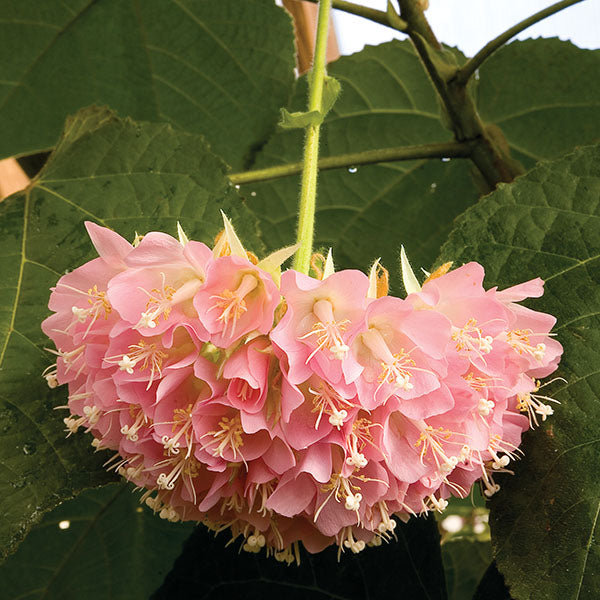 Pink Ball Tree (Dombeya wallichii)