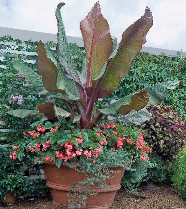 Red Abyssinian Banana (Ensete ventricosum ‘Maurelii’)